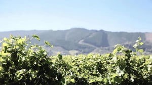 booster-innovation-tahi-fund-landscape-new-zealand