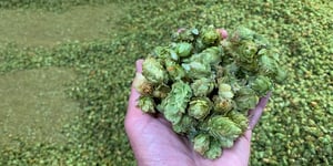 Waimea West Hops Booster member day Nelson hops