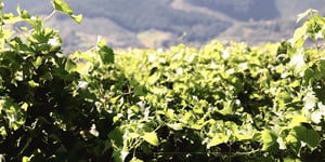 Private Land and Property Fund New Zealand investment vines 