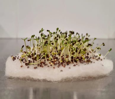 Woolchemy wool sprouts