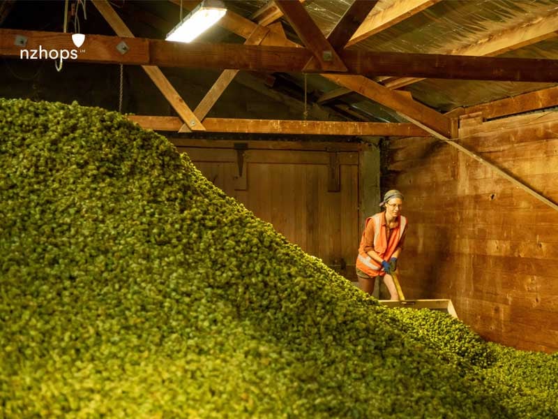 private-land-and-property-fund-new-zealand-waimea-west-hops-crop