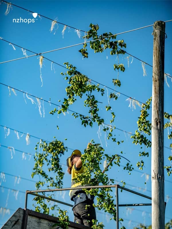 private-land-and-property-fund-new-zealand-waimea-west-hops-plants