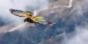 booster-blog-ethical-investing-stack-up-flying-kea-new-zealand