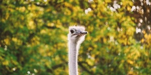 booster-blog-get-financially-prepared-ostrich-head-new-zealand