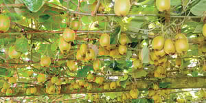 booster-blog-private-land-and-property-buys-kiwifruit-orchard-new-zealand