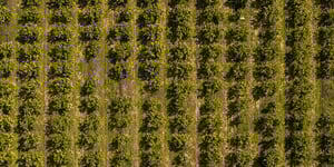 booster-blog-private-land-and-property-fund-investment-information-farmland-new-zealand