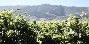 booster-blog-waimea-west-hops-investment-farm-new-zealand