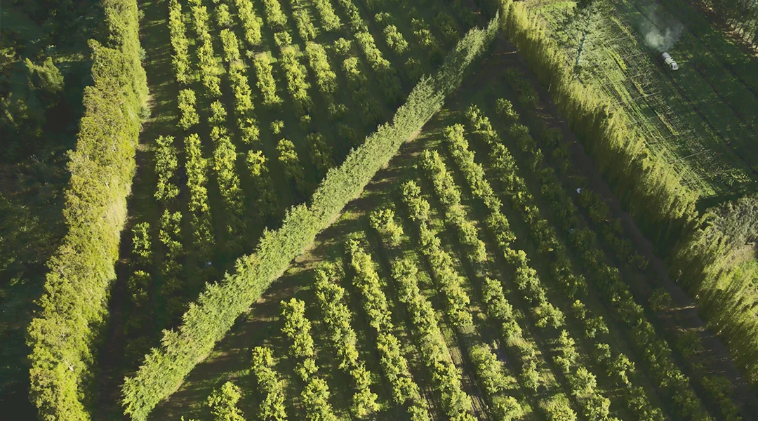 booster-investement-kiwifruit-orchard-new-zealand