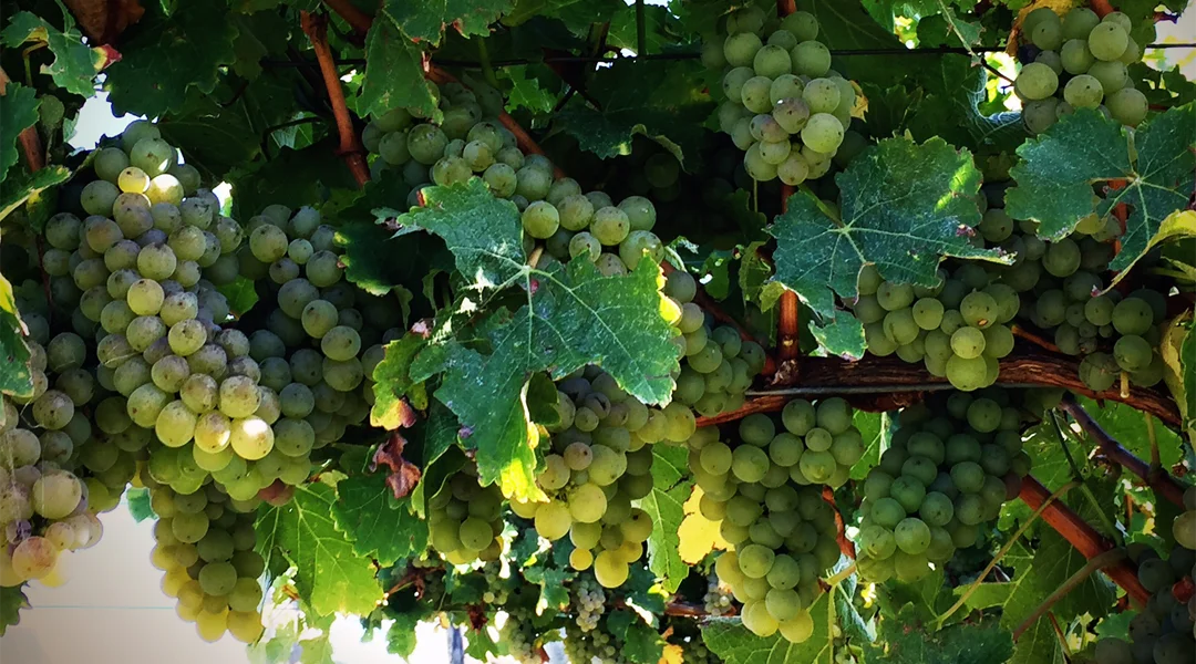 booster-investement-fund-tahi-selini-grapes-new-zealand